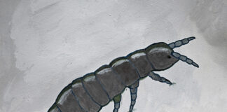 Snow Flea up close