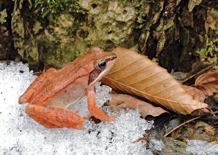 Wood Frog Wood Frog