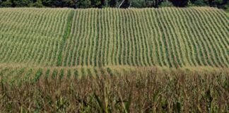 corn field