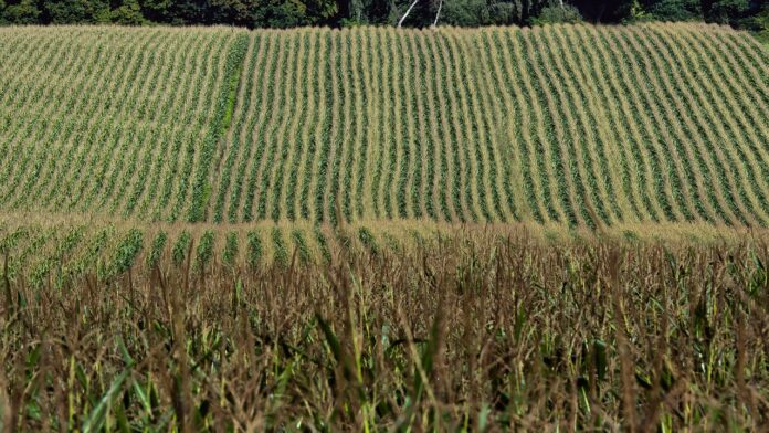 corn field