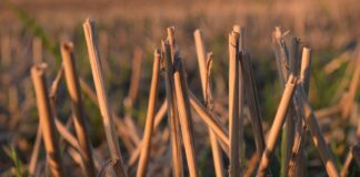 corn stalks