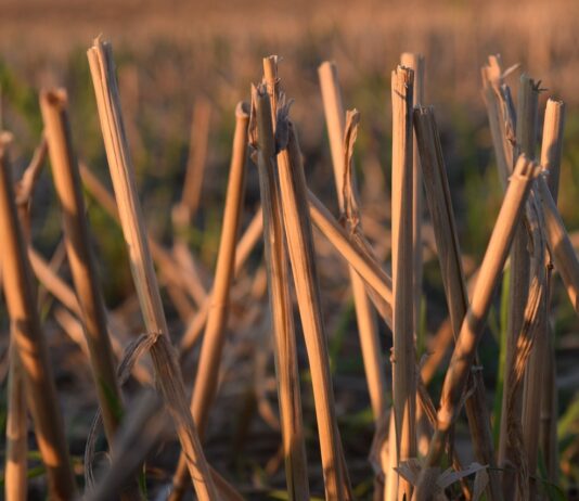 corn stalks