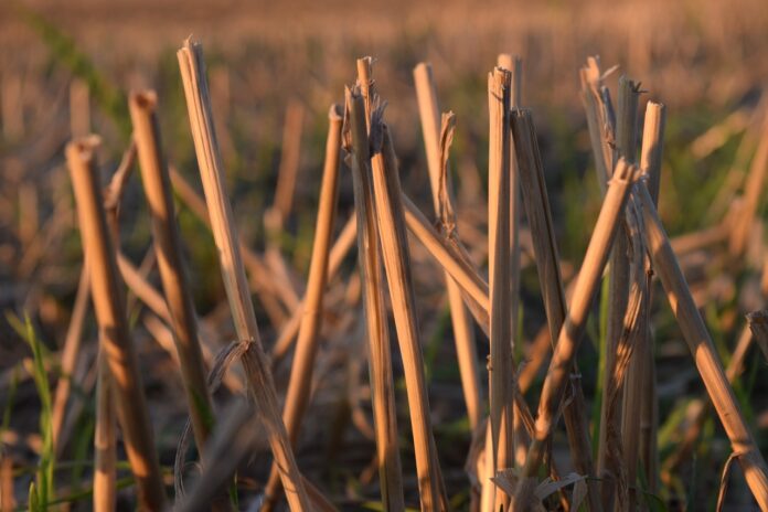 corn stalks corn stalks