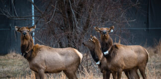 elk