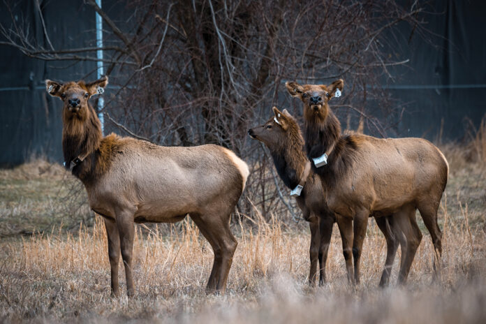 elk elk