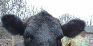 eric keller cow