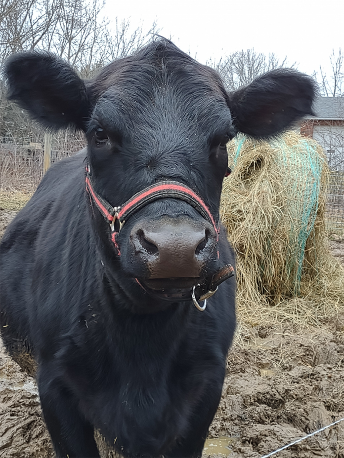 eric keller cow eric keller cow