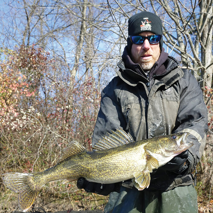 saugeye saugeye