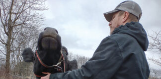 Eric Keller and his cow Baby