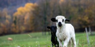 lambs