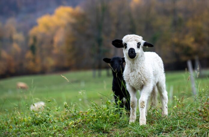 lambs lambs