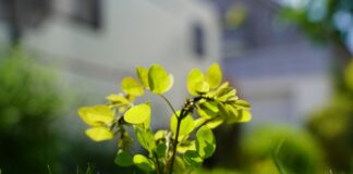 sapling