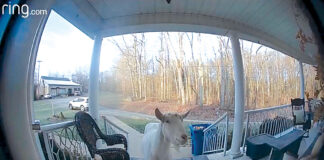 seabolt goat