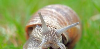 snail