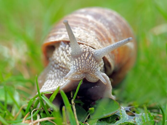 snail snail