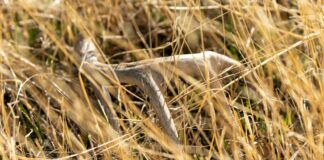 a shed antler in a field of tall grass