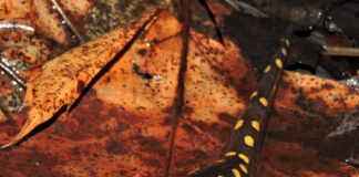 spotted salamander