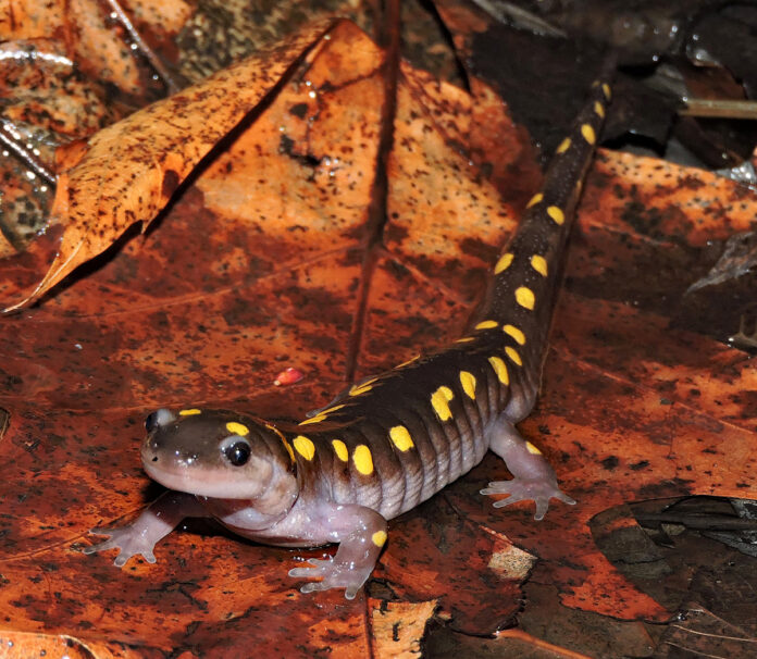 spotted salamander spotted salamander