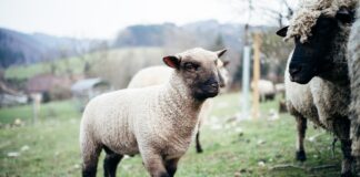 Clun Forest sheep