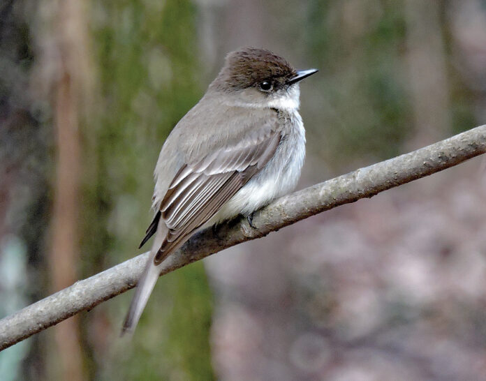 eastern phoebe eastern phoebe