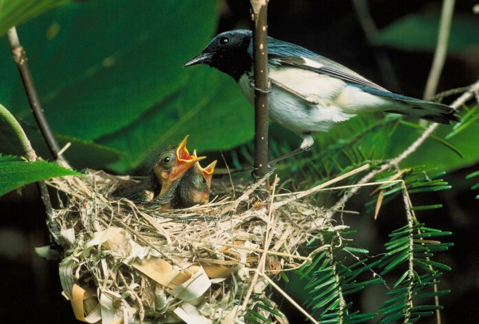 black throated blue warbler black throated blue warbler