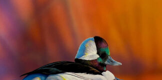 duck stamp