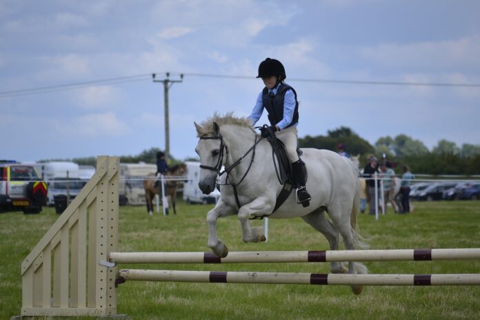 horse jumping horse jumping