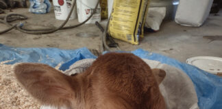 Eric Keller's baby calf Peanut