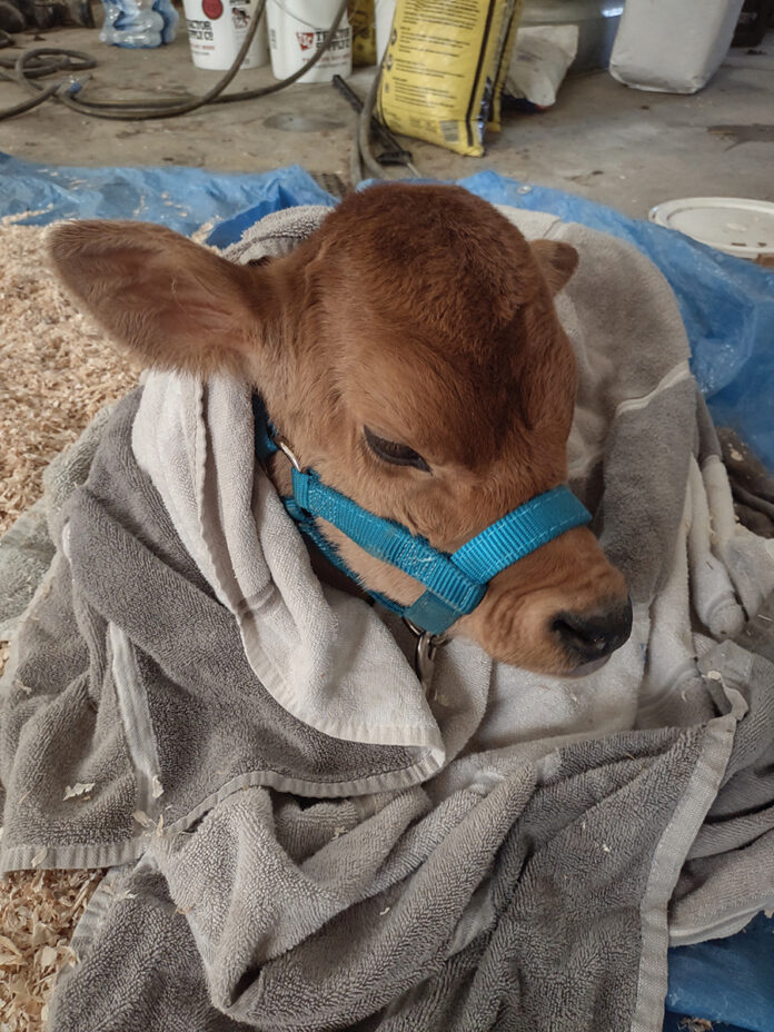 Eric Keller's baby calf Peanut Eric Keller's baby calf Peanut