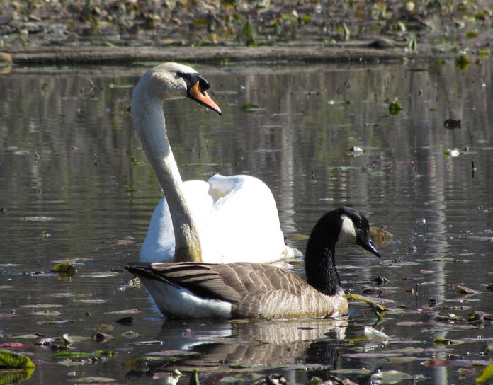 mute swan mute swan