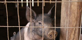 pig
