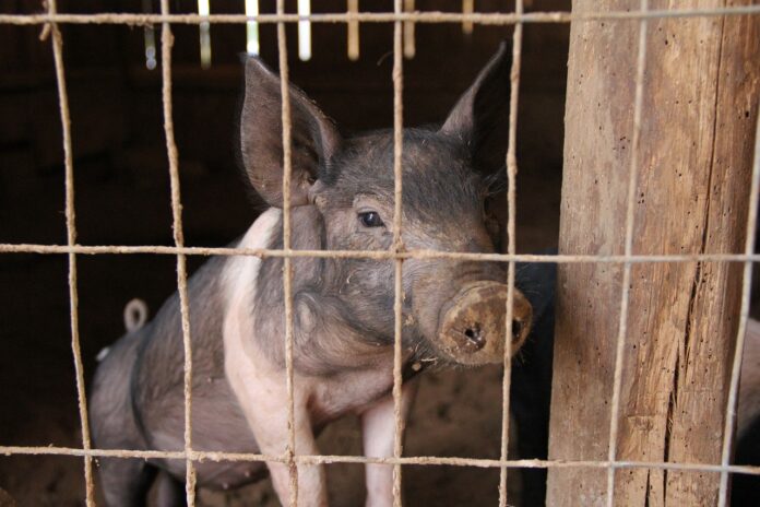 pig pig