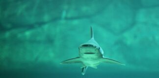 shark