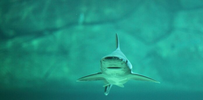 shark