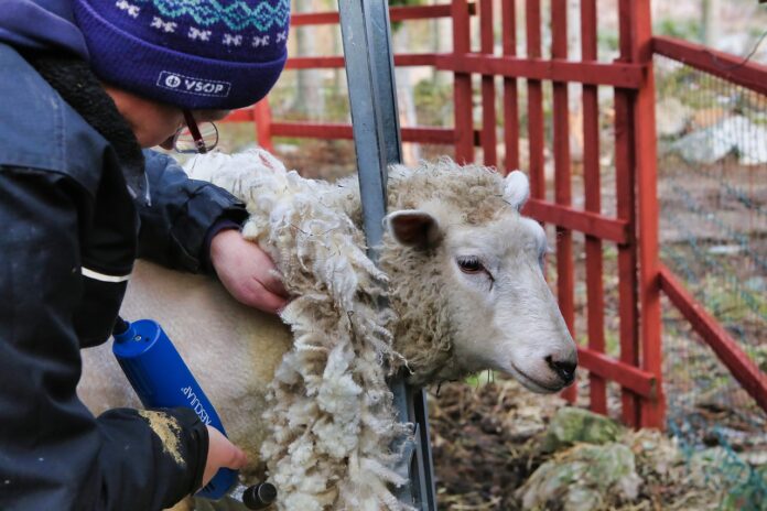 sheep shearing sheep shearing