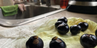 buckeye sprouts