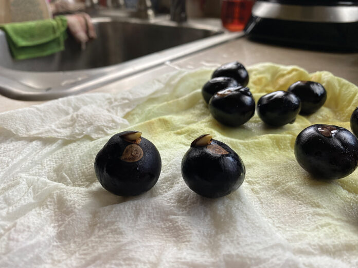 buckeye sprouts buckeye sprouts