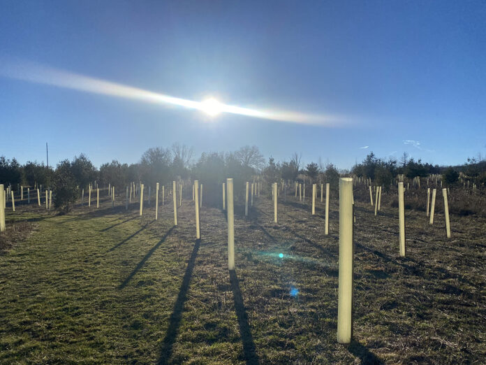 Young trees Young trees