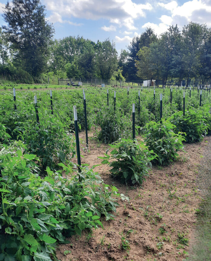 Eric Keller's tomatoes Eric Keller's tomatoes