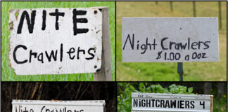 nightcrawler signs