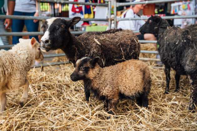 Running of the Wools