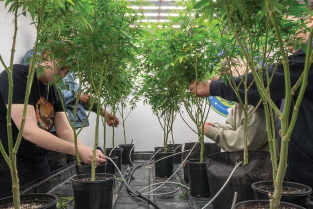 Cleveland School of Cannabis
