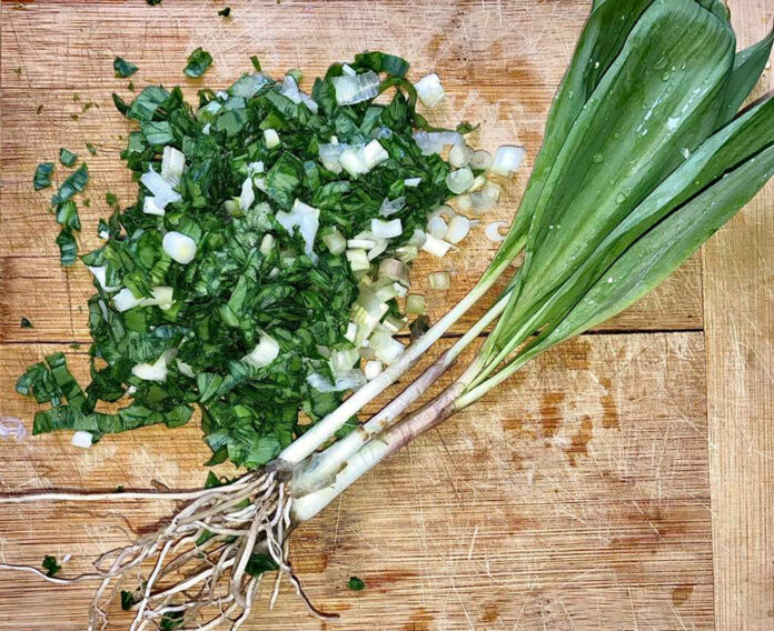 harvested ramps harvested ramps
