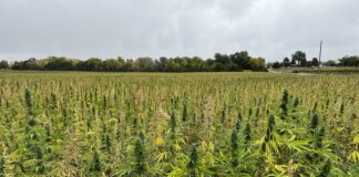 hemp