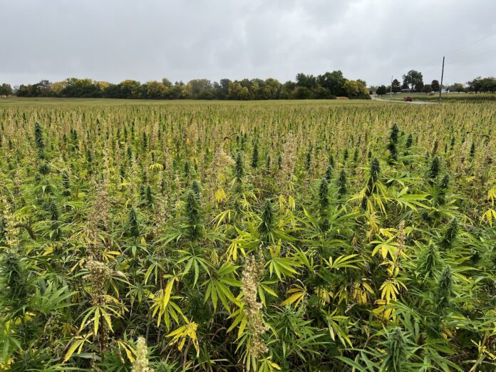 hemp plants hemp