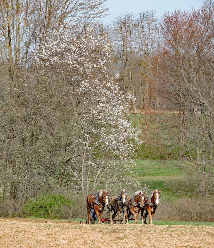 plow horses plow horses