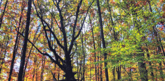 mother oak