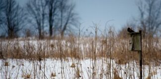 nest box in a prairie