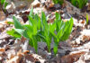 ramps