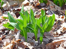 ramps